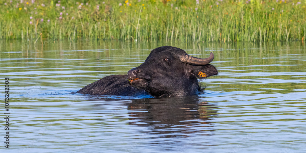 Bufflonnes, buffle d'eau pour l'écopâturage Bufflonnes, buffle d'eau pour l'écopâturage