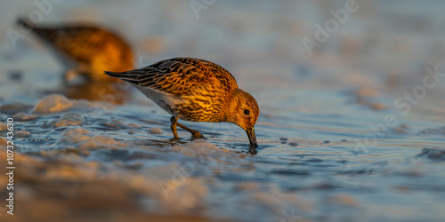 Bécasseau variable (Calidris alpina) photo