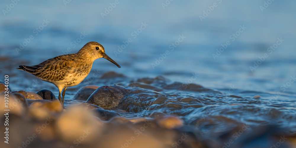 Bécasseau variable (Calidris alpina) Bécasseau variable (Calidris alpina)