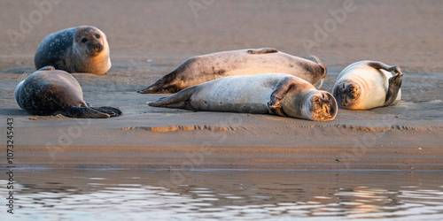 Phoques gris et phoques veau-marin à Berck-sur-mer