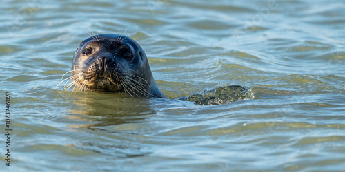 Phoques gris et phoques veau-marin à Berck-sur-mer