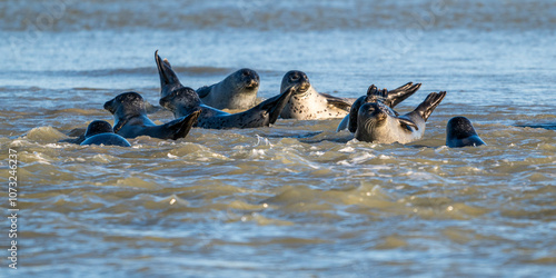 Phoques gris et phoques veau-marin à Berck-sur-mer