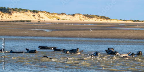 Phoques gris et phoques veau-marin à Berck-sur-mer