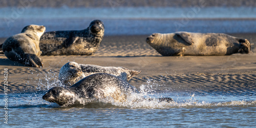 Phoques gris et phoques veau-marin à Berck-sur-mer