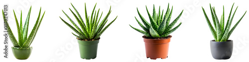 Aloe vera plants in various pots arranged for display indoors isolated on transparent background