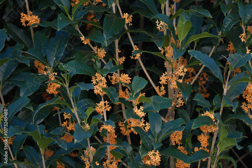 オレンジ色の花を咲かせる秋のキンモクセイ