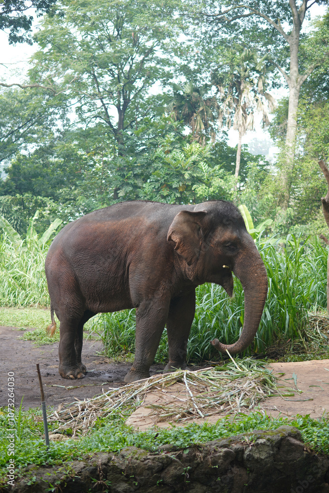 Fototapeta premium an elephant at the zoo