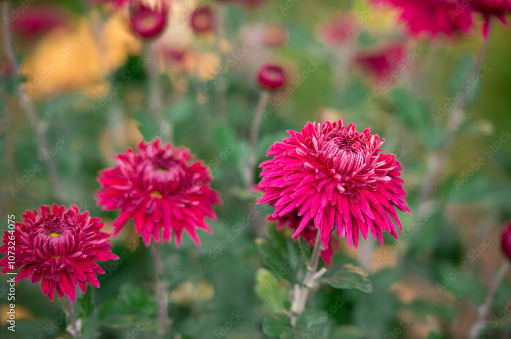 Red  chrysanthemum flowers in the garden
