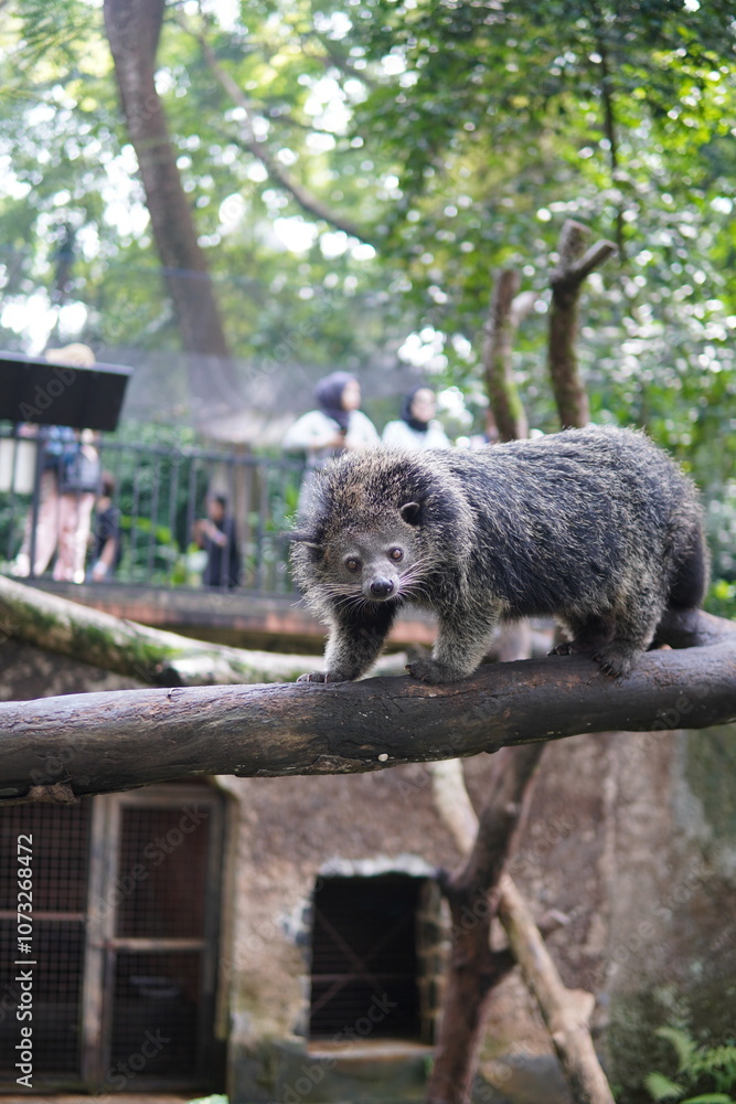 Fototapeta premium a binturong at the zoo