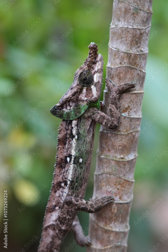 beautiful and bizarre chameleon of Madagascar beautiful and bizarre chameleon of Madagascar