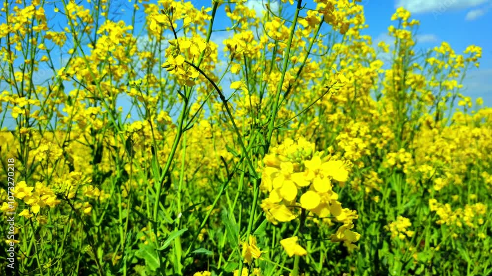 Golden Blooming Rapeseed Field Under a Clear Blue Sky: Vibrant Yellow Flowers in Full Blossom on a Sunny Day. The aesthetic atmosphere of farming Golden Blooming Rapeseed Field Under a Clear Blue Sky: Vibrant Yellow Flowers in Full Blossom on a Sunny Day. The aesthetic atmosphere of farming