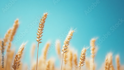 A field of golden wheat with a bright sun shining on it