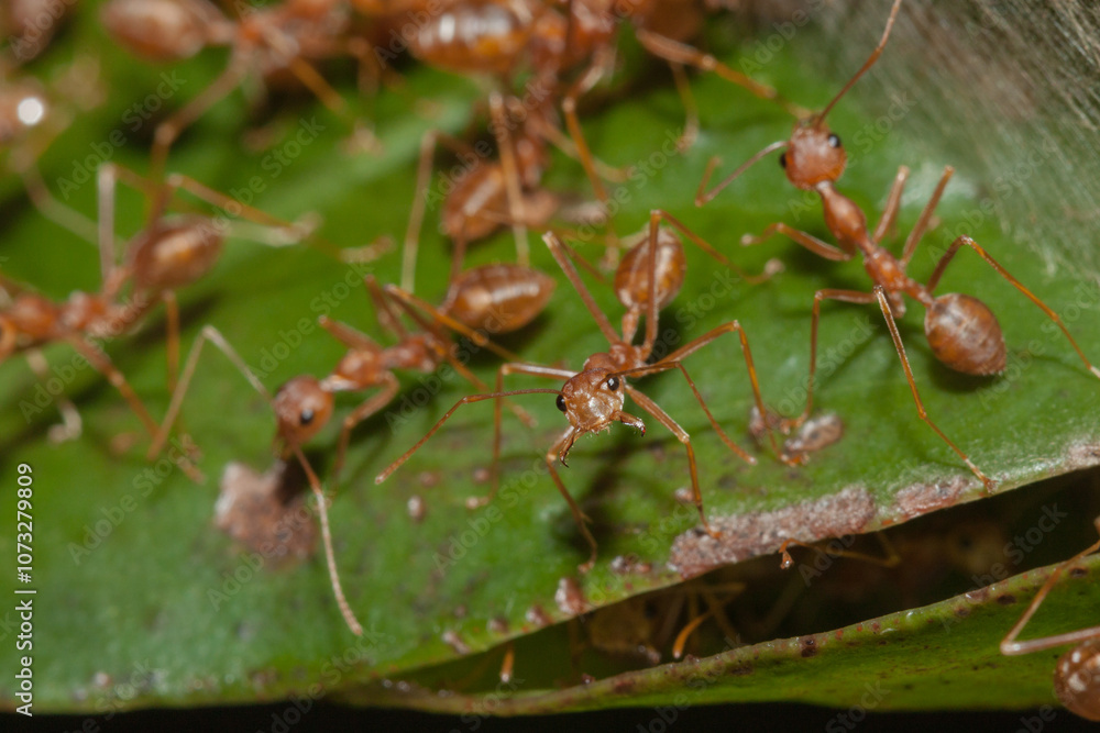 Fototapeta premium Closeup of fire ants in tropical forest
