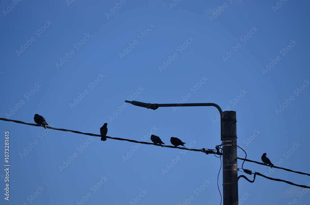 A group of birds are perched on a power line. The sky is clear and blue. The birds are in various positions on the wire, some closer to the ground and others higher up. A group of birds are perched on a power line. The sky is clear and blue. The birds are in various positions on the wire, some closer to the ground and others higher up.