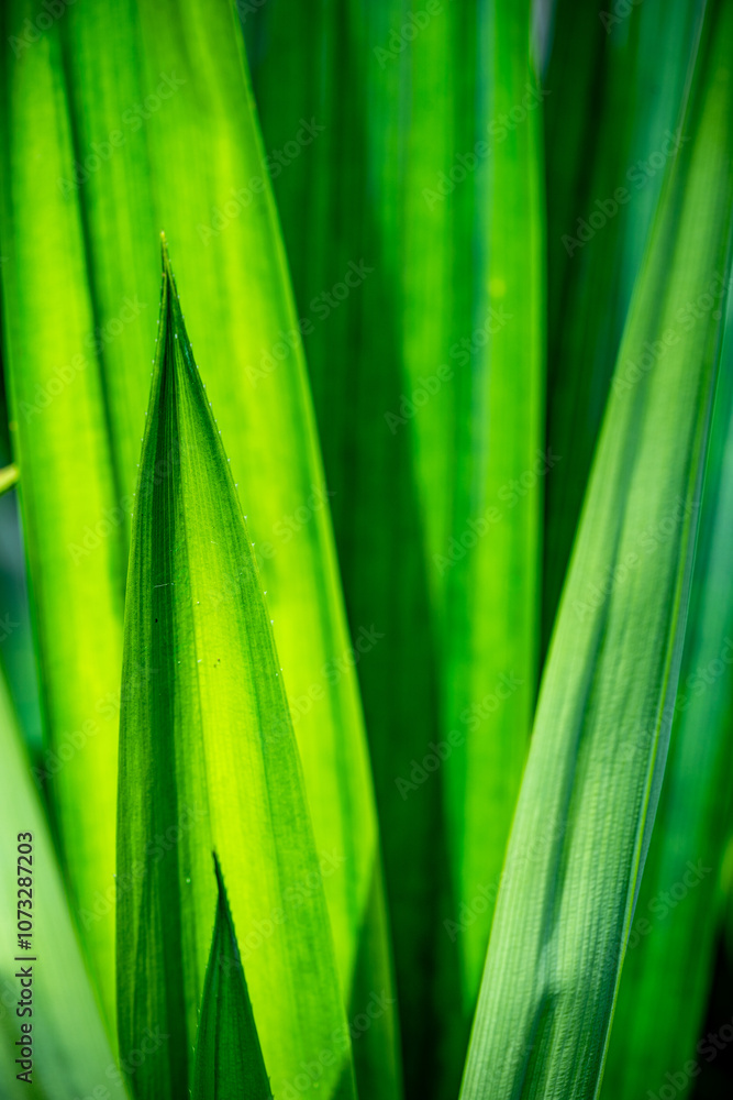 macro leaf pattern with green color background macro leaf pattern with green color background