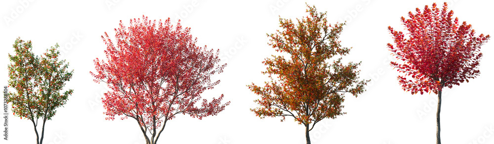 Set of Stewartia sinensis (the Chinese stewartia) and Cotinus Grace (smoke bush) summer and autumn frontal isolated png on a transparent background perfectly cutout Set of Stewartia sinensis (the Chinese stewartia) and Cotinus Grace (smoke bush) summer and autumn frontal isolated png on a transparent background perfectly cutout