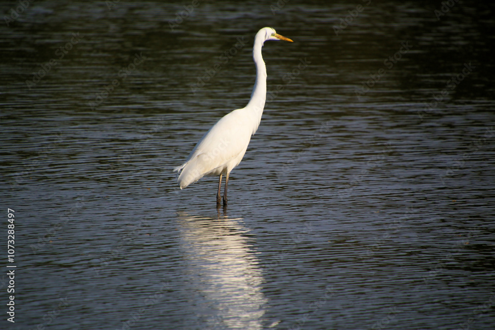 A view of a Great White Egret in the water at Venus Pool Nature Reserve A view of a Great White Egret in the water at Venus Pool Nature Reserve