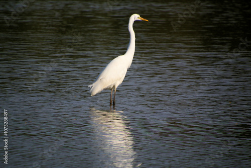 A view of a Great White Egret in the water at Venus Pool Nature Reserve