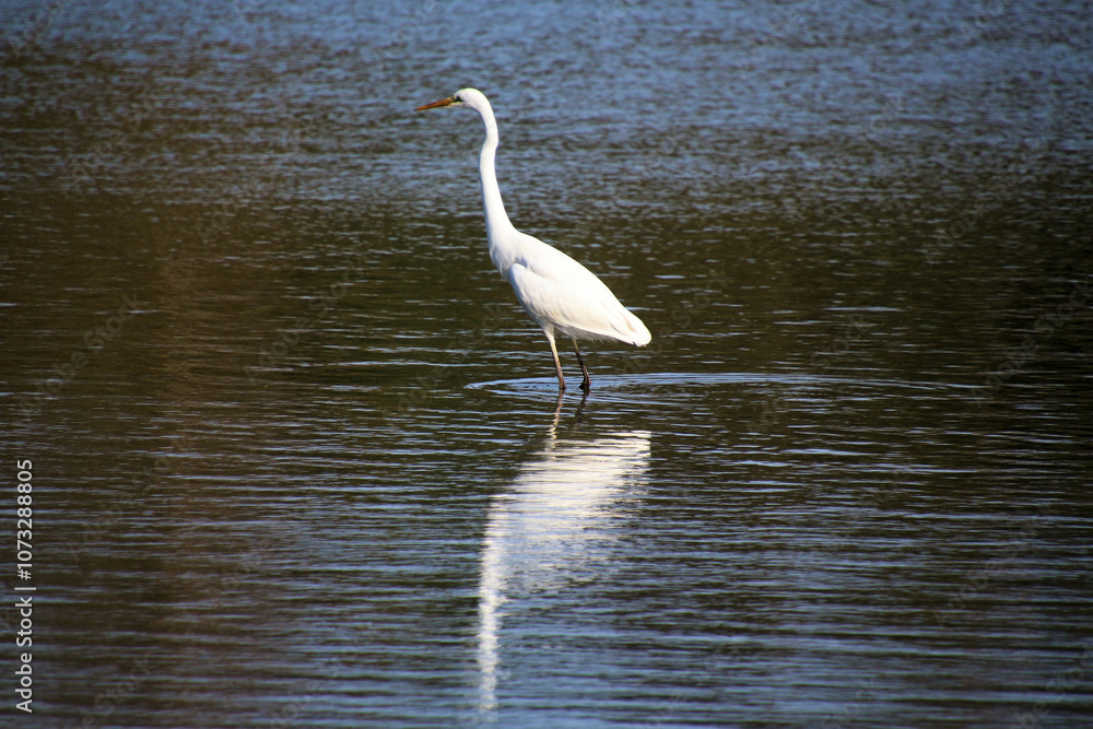 Obraz premium A view of a Great White Egret in the water at Venus Pool Nature Reserve