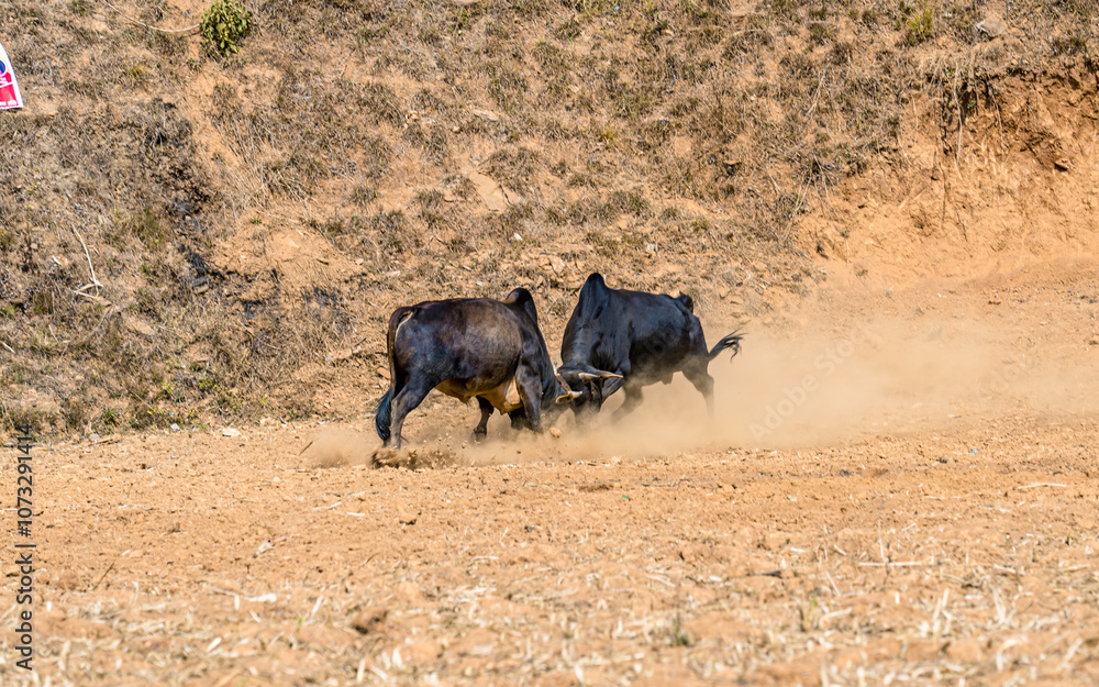 Closeup view of bull fighting in the filed, Nepal. Closeup view of bull fighting in the filed, Nepal.