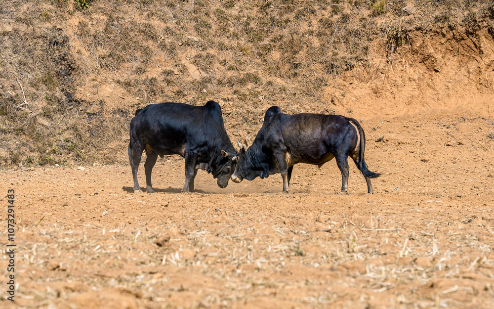 Closeup view of bull fighting in the filed, Nepal. Closeup view of bull fighting in the filed, Nepal.