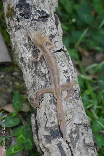 Henkel’s Leaf-Tailed Gecko (Uroplatus henkeli) photo