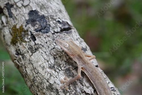 Henkel’s Leaf-Tailed Gecko (Uroplatus henkeli) photo