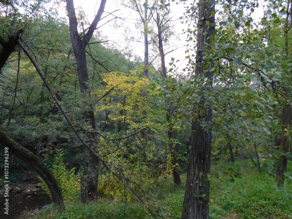 Obraz premium forest in autumn 1