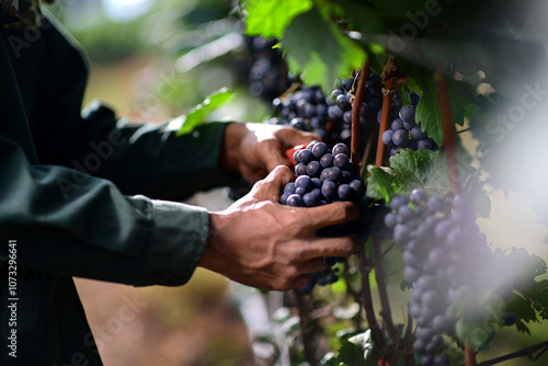 Foto close up of the farmer hands harvesting the grape from the grapevines