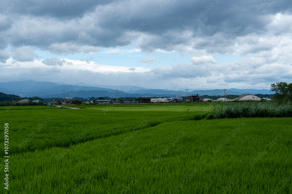 A lush green rice field stretches across the rural landscape, with cloudy skies and trees in the background, capturing a peaceful rural scene. A lush green rice field stretches across the rural landscape, with cloudy skies and trees in the background, capturing a peaceful rural scene.