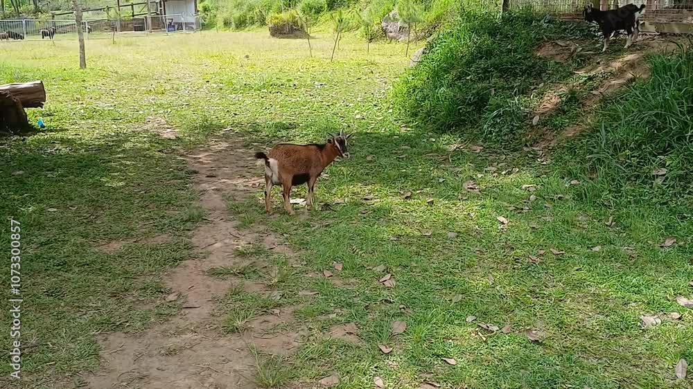 A young domestic goat roams around a garden farm, searching for grass outside its pen and exploring the grassy area. A young domestic goat roams around a garden farm, searching for grass outside its pen and exploring the grassy area.