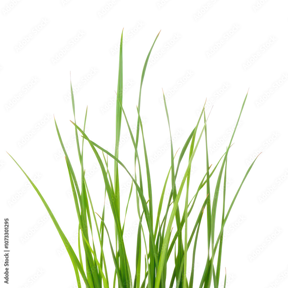 green grass isolated on a white background, PNG background green grass isolated on a white background, PNG background