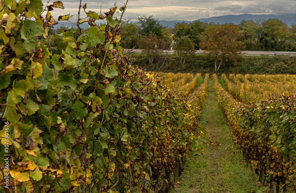 Close up of the vine training methods and the rows of Autumn vines Close up of the vine training methods and the rows of Autumn vines