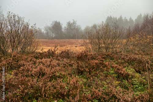 Ein nebliger Novembertag im Brackvenn