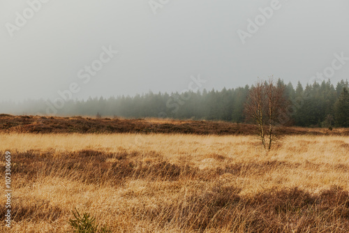 Ein nebliger Novembertag im Brackvenn