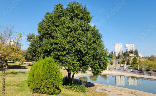 фотографія A tree of the Japanese wax-leaf privet (Ligustrum japonicum) in a city park in a