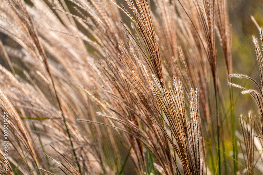 silver grass, reeds, swaying in the wind