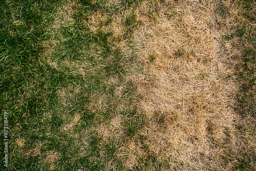 Dry and patchy lawn with brown and green grass textures showcasing signs of drought and lack of water.