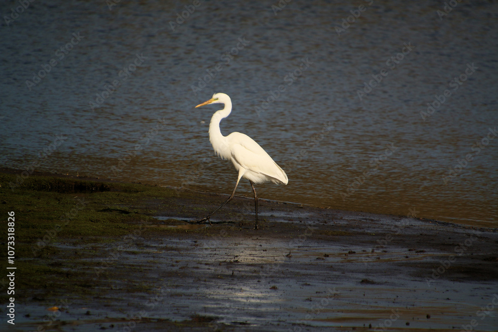 A view of a Great White Egret in the water at Venus Pool Nature Reserve A view of a Great White Egret in the water at Venus Pool Nature Reserve