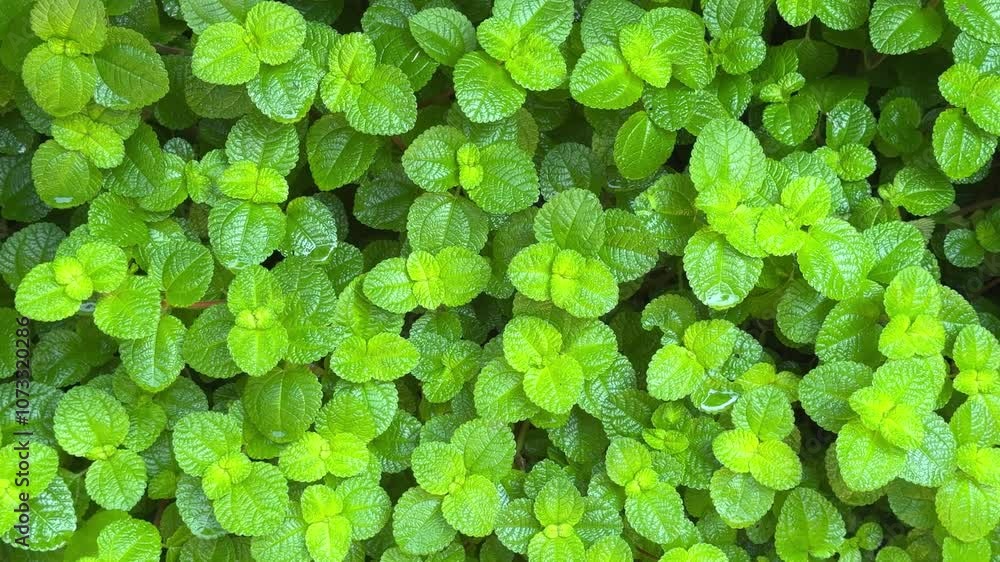 Fresh green leaves in the garden Fresh green leaves in the garden