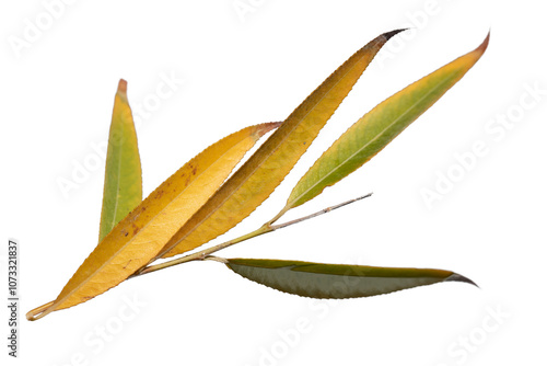 In the autumn, weeping willow (Salix x pendulina) branch isolated on white background