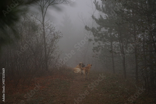 Two dogs wander along a narrow path in a foggy forest, surrounded by trees, evoking a serene and mysterious atmosphere in the early spring.