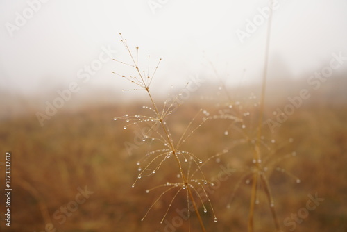 Delicate blades of grass adorned with glistening dew drops sway softly in the gentle breeze, set against a foggy autumn landscape.