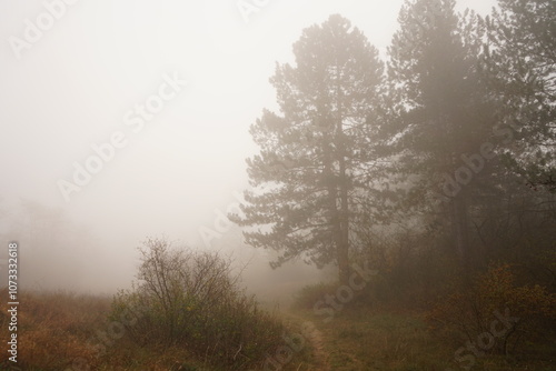 A winding path cuts through a serene forest shrouded in thick fog at dawn. Silhouetted trees emerge faintly, creating a tranquil, mysterious atmosphere.