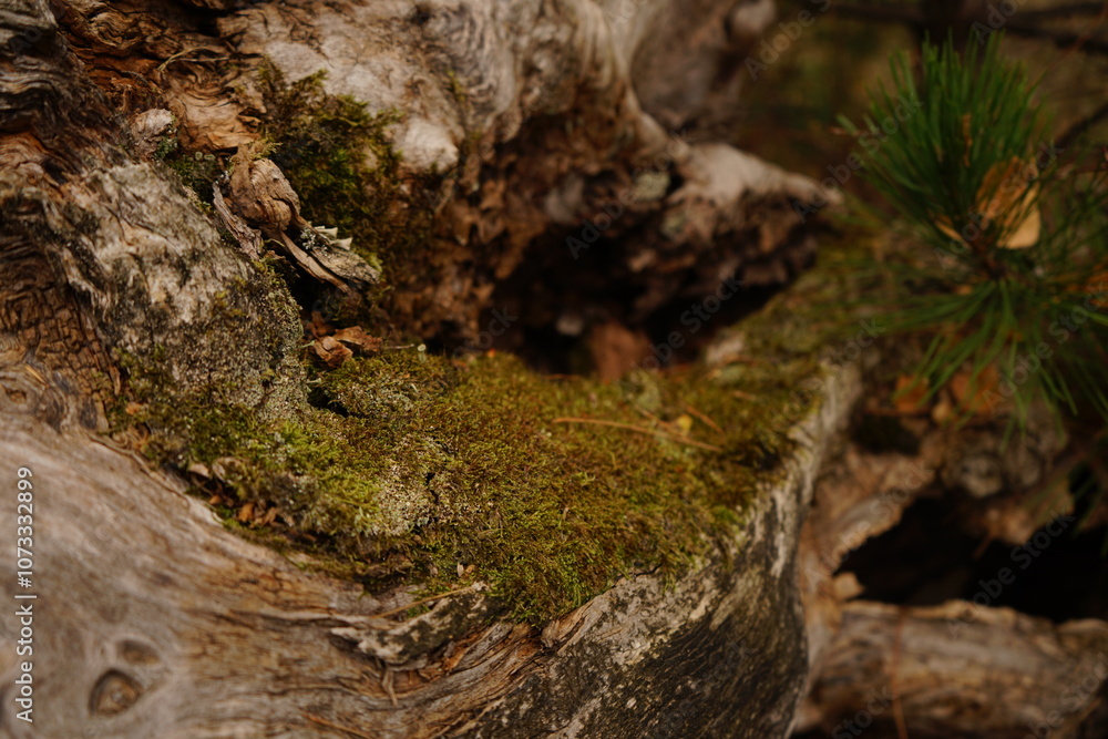 A close-up view reveals moss growing richly on weathered wood in a serene forest setting. This scene captures the beauty of nature in autumn. A close-up view reveals moss growing richly on weathered wood in a serene forest setting. This scene captures the beauty of nature in autumn.