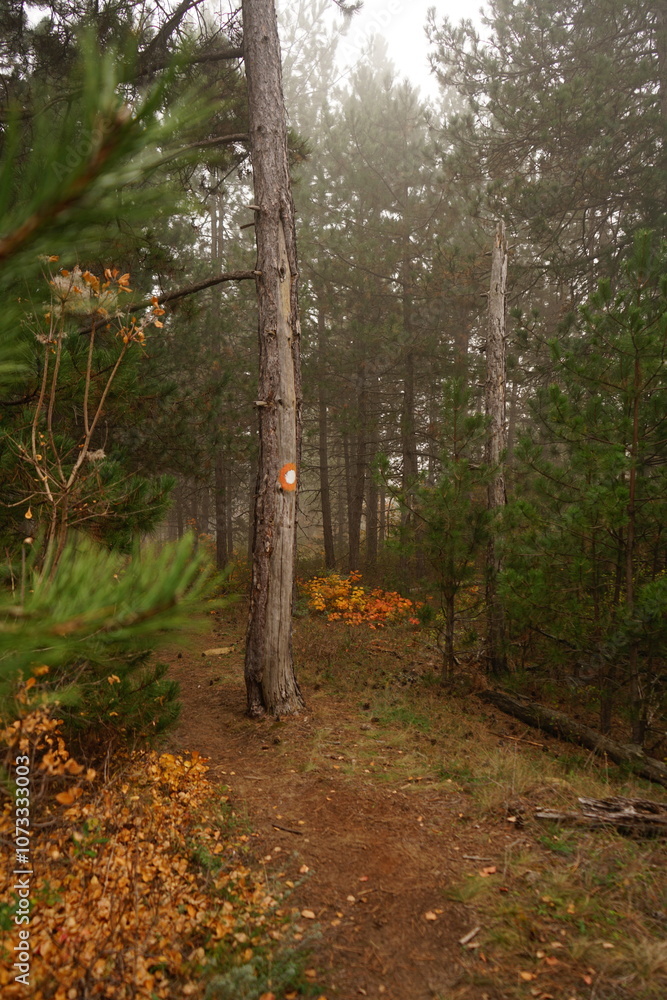 Fototapeta premium A tranquil forest path is blanketed in mist, featuring vibrant autumn leaves and a tree marked for identification. The setting evokes a serene autumn morning.