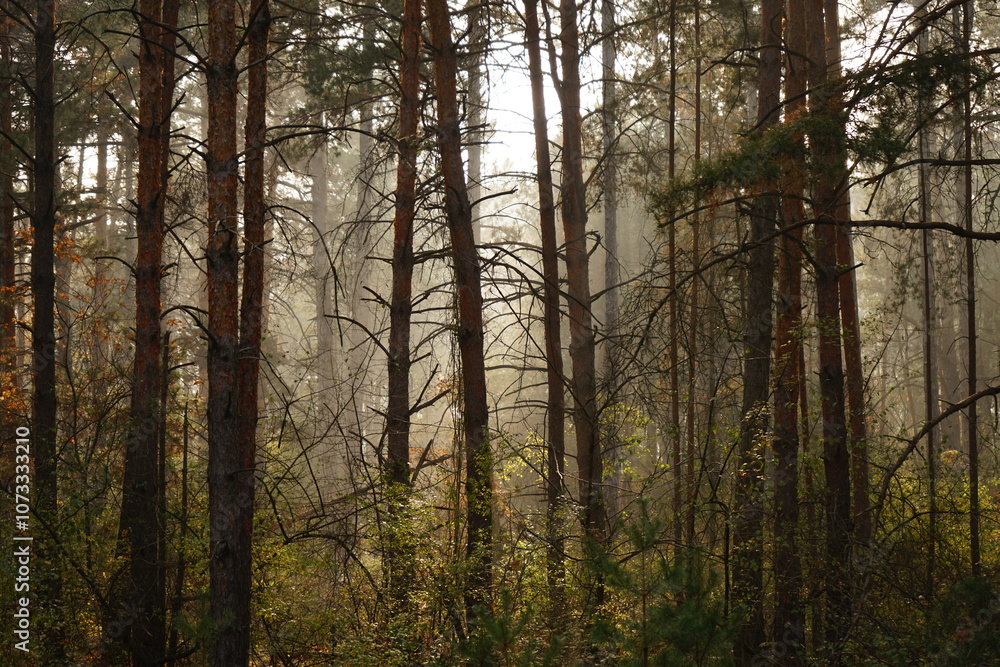 Dense trees create a tranquil atmosphere in a misty forest at dawn, where soft sunlight pierces through the foliage, illuminating the undergrowth with a serene glow. Dense trees create a tranquil atmosphere in a misty forest at dawn, where soft sunlight pierces through the foliage, illuminating the undergrowth with a serene glow.