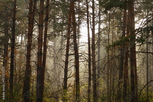 Sunlight gently breaks through the tall trees of a tranquil forest, casting a warm glow on the greenery below and creating a peaceful atmosphere.