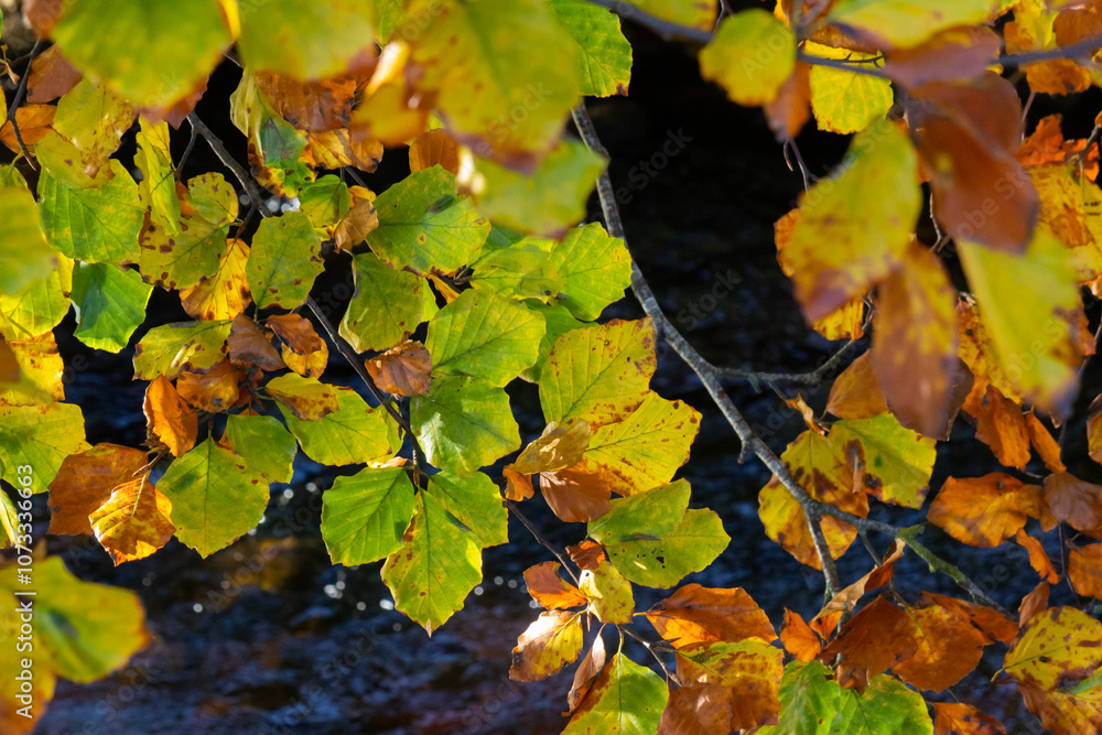 Brightly coloured autumnal leaves Brightly coloured autumnal leaves