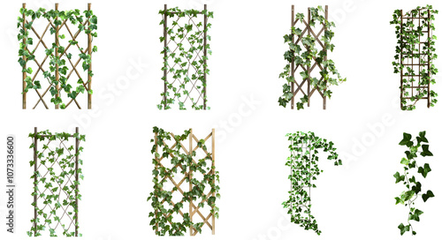 Natural ivy trellis designs for vertical gardening in outdoor spaces isolated on transparent background